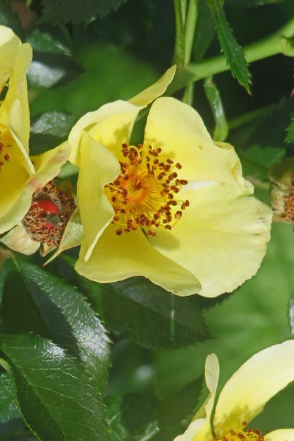Photo of Rose (Rosa 'Bee Gold') uploaded by RuuddeBlock