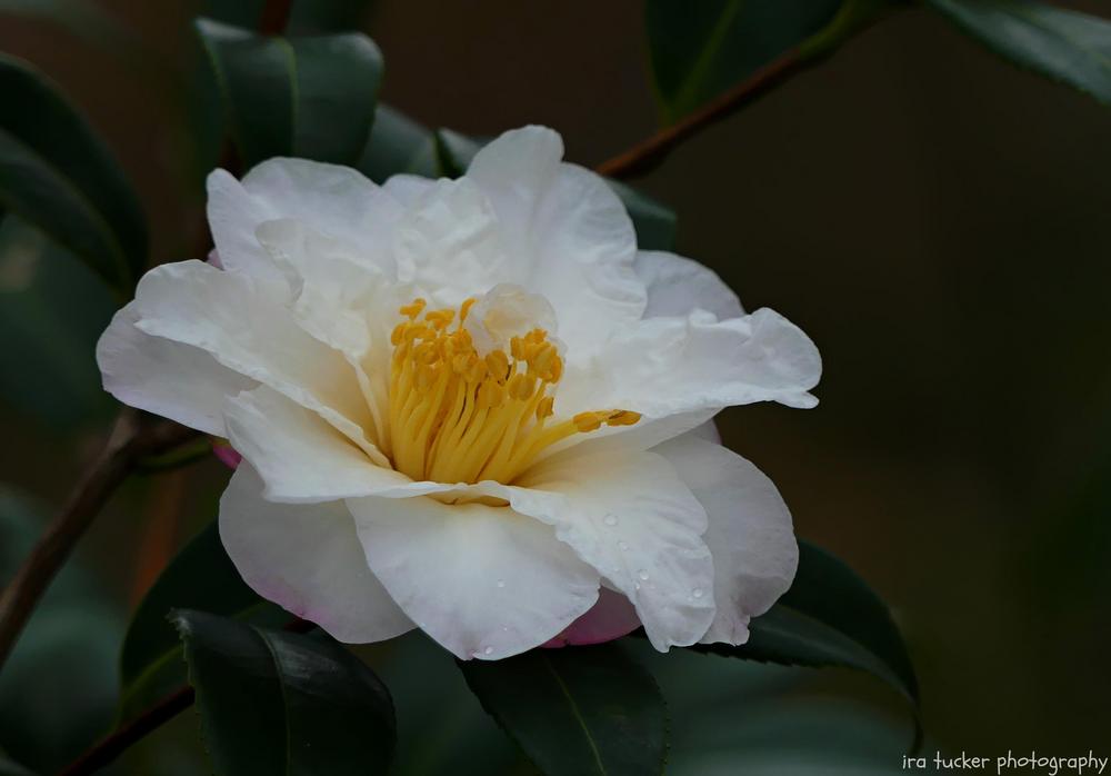 Photo of Camellia 'Ginryu' uploaded by drirastucker