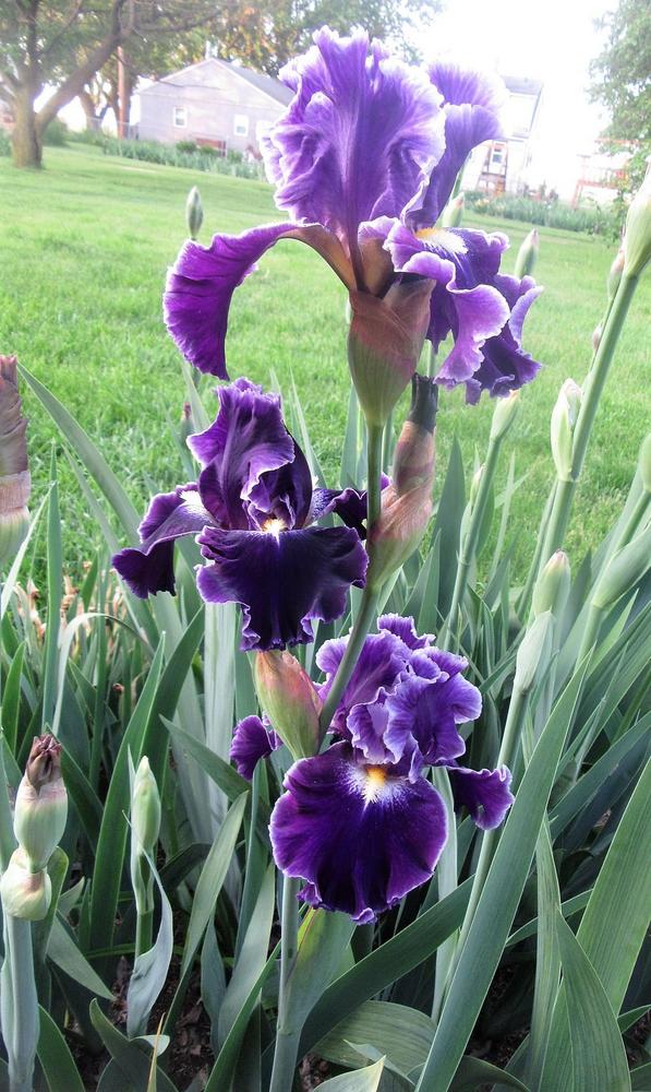 Photo of Tall Bearded Iris (Iris 'Dark Universe') uploaded by tveguy3