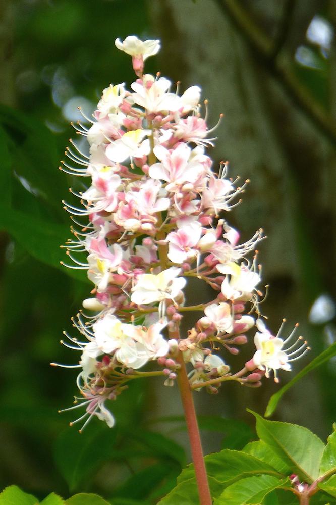 Photo of Indian Horse Chestnut (Aesculus indica) uploaded by KGFerg
