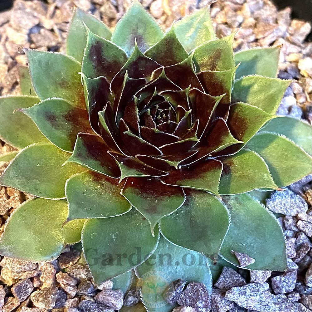 Photo of Hens and Chicks (Sempervivum Colorockz® Coconut Crystal) uploaded by springcolor
