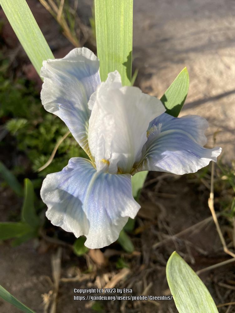 Photo of Standard Dwarf Bearded Iris (Iris 'Fly Butterfly') uploaded by GreenIris