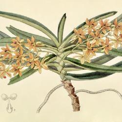 
Date: c. 1847
illustration from 'Edwards's Botanical Register', 1847