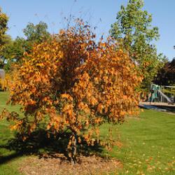 Location: Glen Ellyn, Illinois
Date: 2023-10-20
young tree planted at Sunset Park in fall color