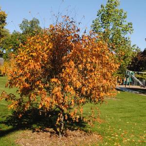 young tree planted at Sunset Park in fall color
