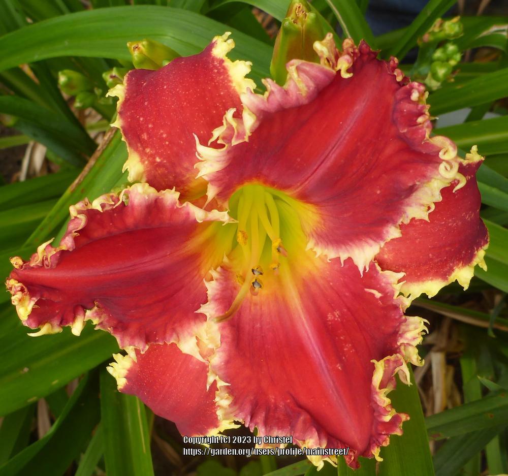 Photo of Daylily (Hemerocallis 'Teeth for Two') uploaded by mainstreet