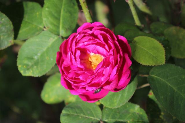 Photo of Portland Rose (Rosa 'Rose de Rescht') uploaded by RuuddeBlock