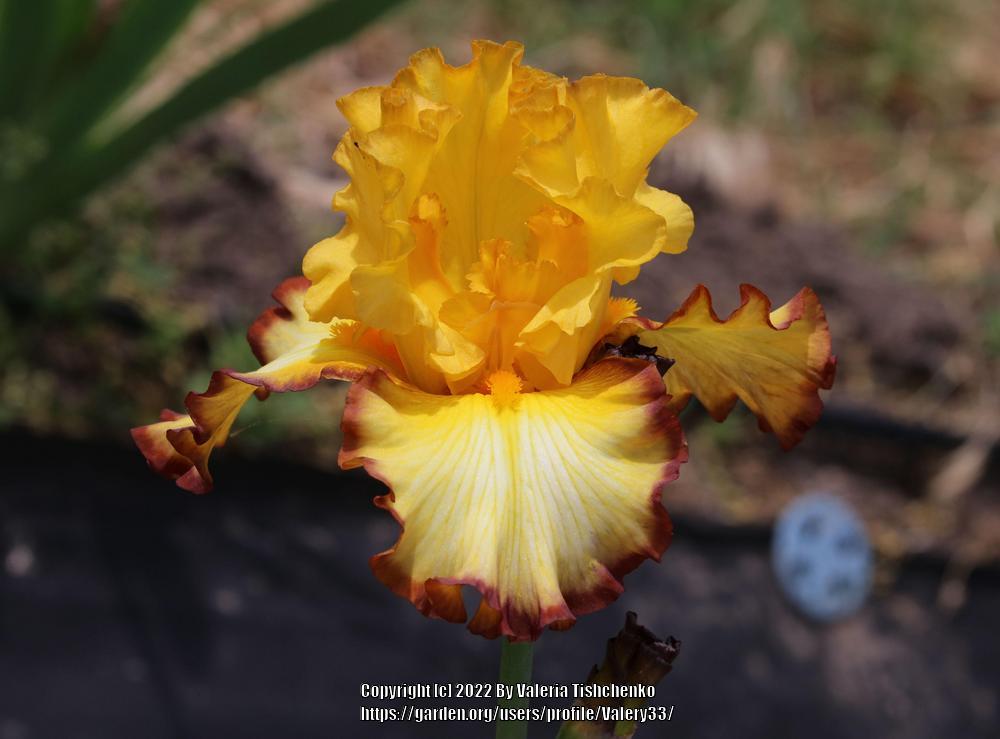 Photo of Tall Bearded Iris (Iris 'Rare Coin') uploaded by Valery33