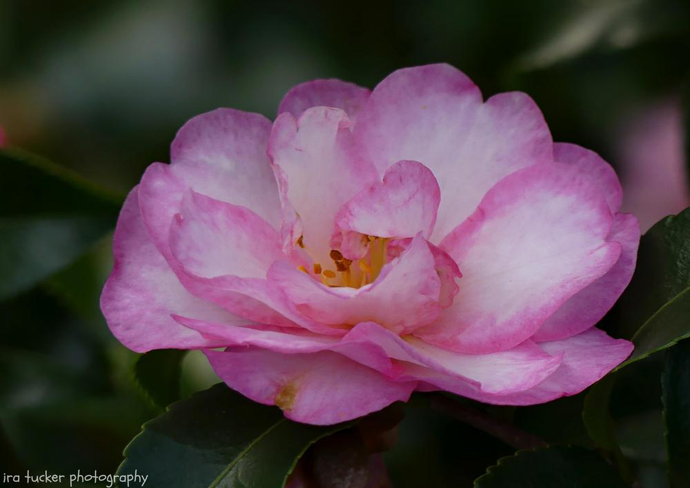 Photo of Camellia October Magic® Orchid uploaded by drirastucker