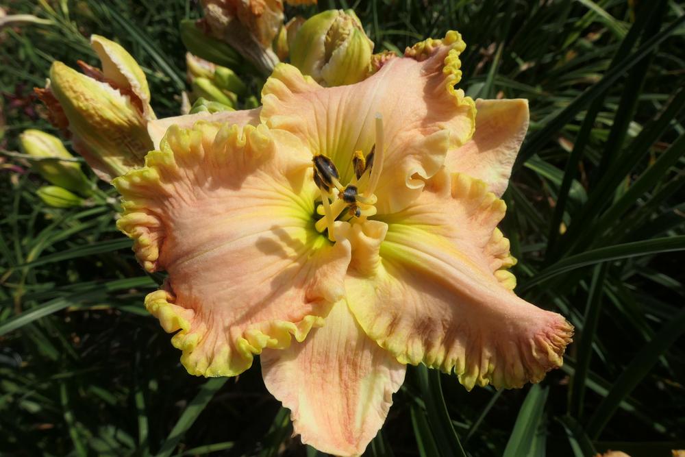Photo of Daylily (Hemerocallis 'Heir to the Throne') uploaded by Caruso