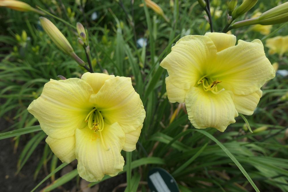 Photo of Daylily (Hemerocallis 'From Darkness Comes Light') uploaded by Caruso