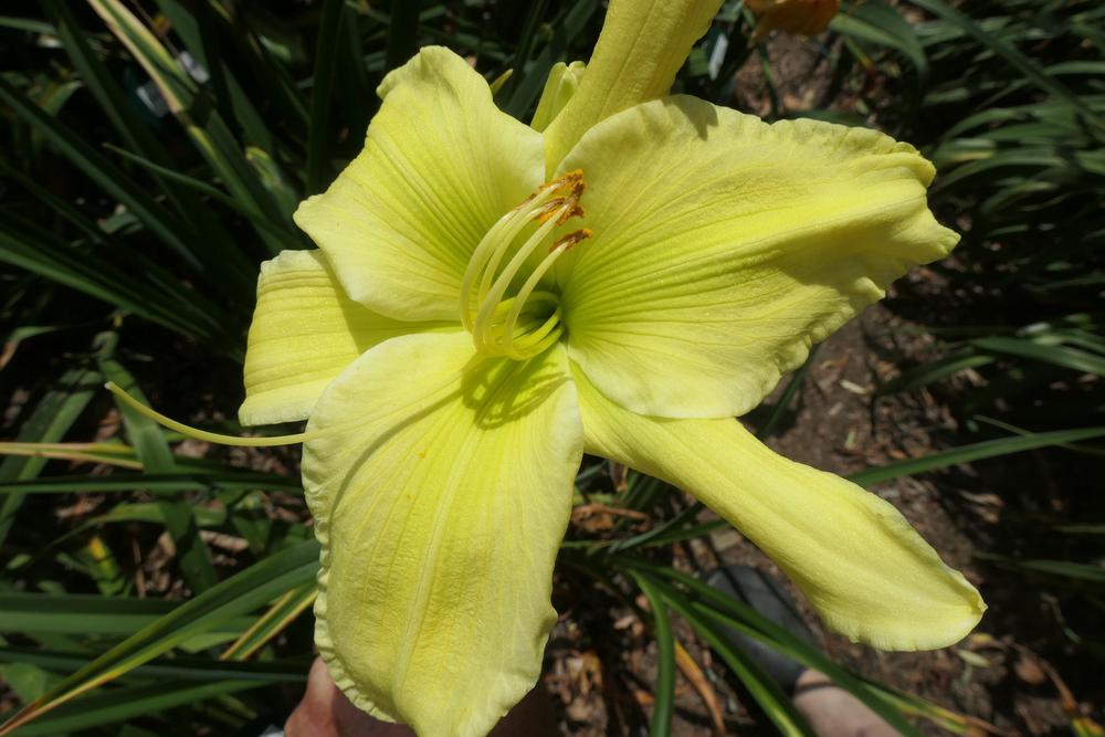 Photo of Daylily (Hemerocallis 'Green is Good') uploaded by Caruso