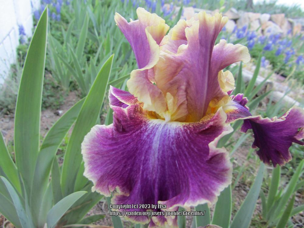 Photo of Tall Bearded Iris (Iris 'Montmartre') uploaded by GreenIris