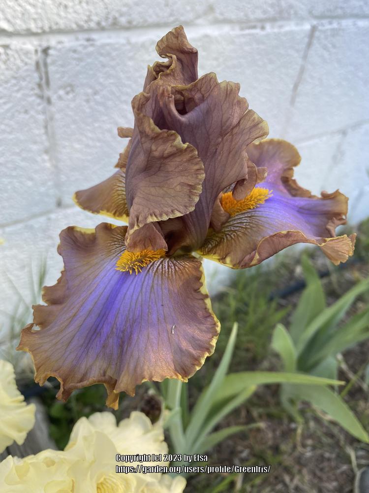 Photo of Tall Bearded Iris (Iris 'Wildside Walk') uploaded by GreenIris