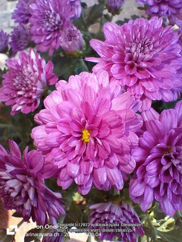 Photo of Fantasy Chrysanthemums (Chrysanthemum 'Pink Champagne') uploaded by chhari55