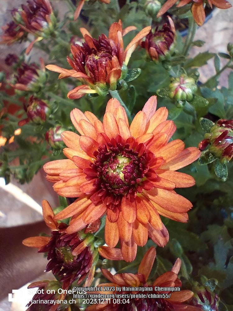Photo of Chrysanthemum uploaded by chhari55