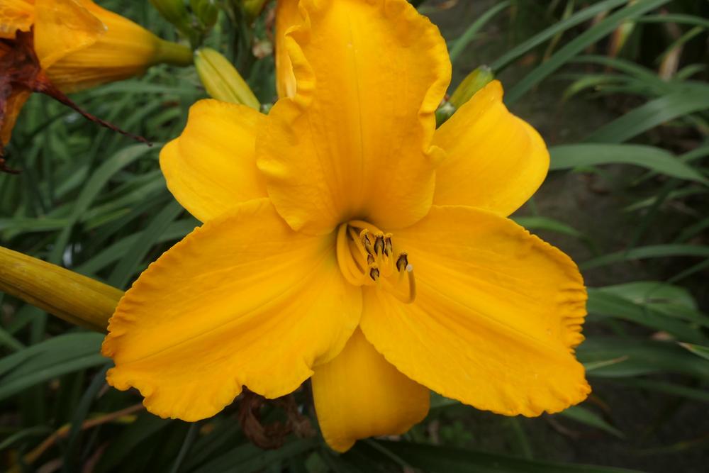 Photo of Daylily (Hemerocallis 'Intense Orange Gold') uploaded by Caruso