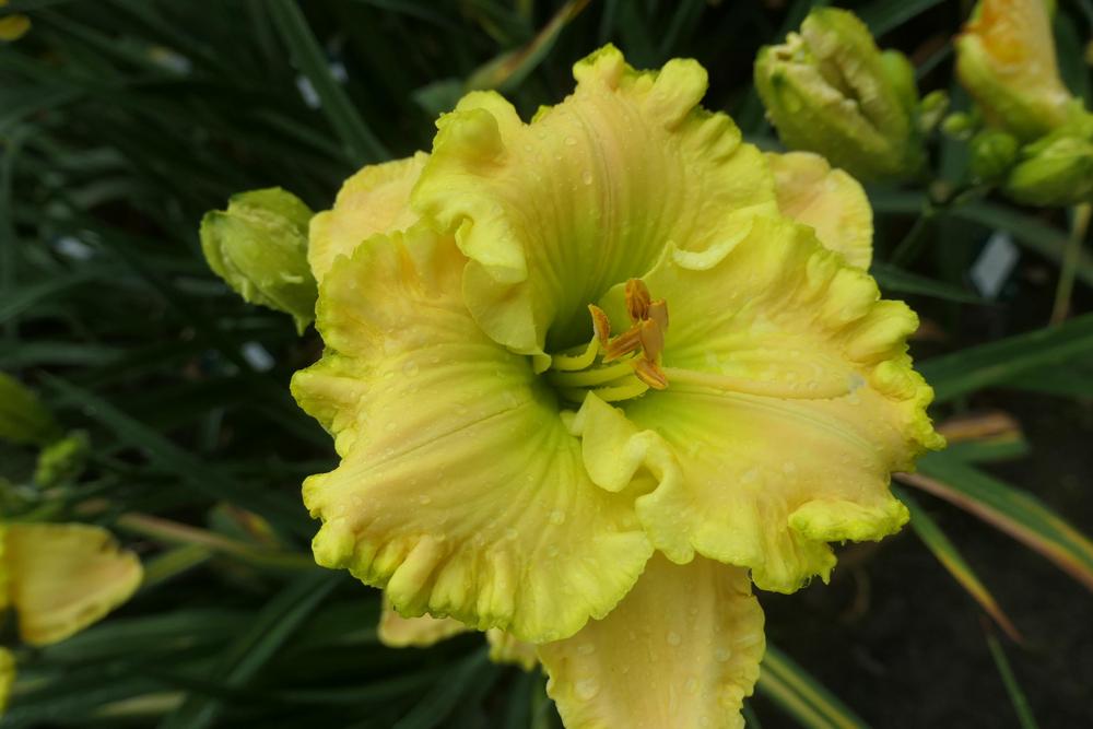 Photo of Daylily (Hemerocallis 'Jolly Good Yellow') uploaded by Caruso