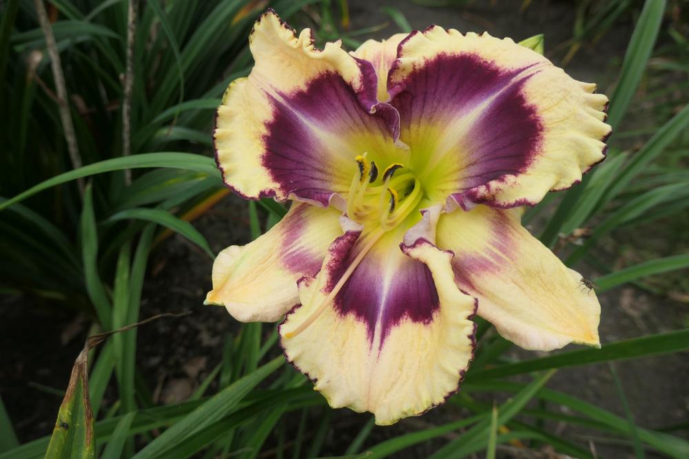 Photo of Daylily (Hemerocallis 'Jammin's Diamond's in the Sky') uploaded by Caruso