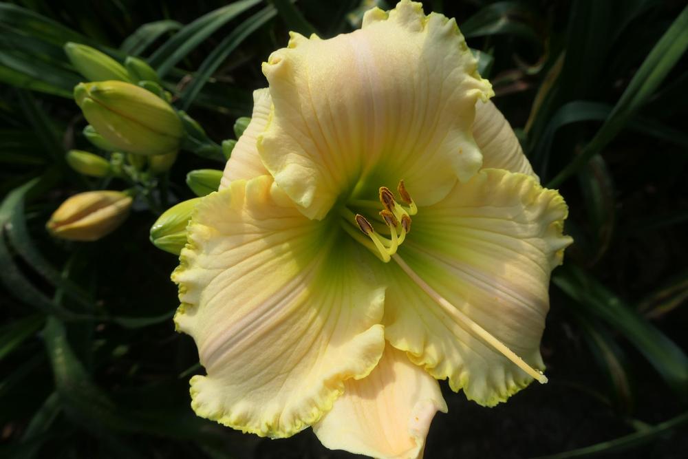Photo of Daylily (Hemerocallis 'Key Lime Special') uploaded by Caruso