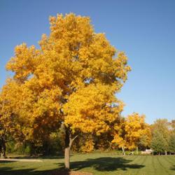 Location: Wheaton, Illinois
Date: 2023-10-23
a maturing tree in golden fall color, probably planted and not wi