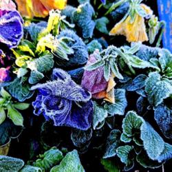 Location: Aberdeen, NC (my garden 2023)
Date: December 12, 2023
Pansies with morning frost