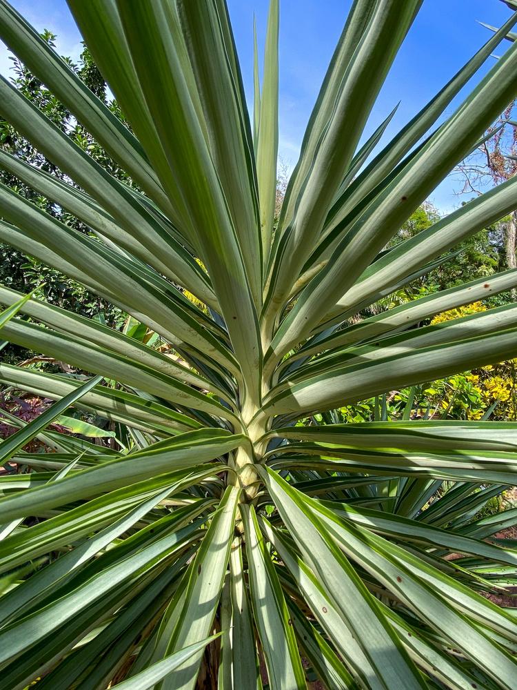 Photo of Spineless Yucca (Yucca gigantea 'Silver Star') uploaded by sunkissed
