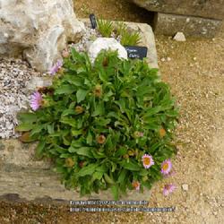 Location: RHS Harlow Carr gardens, Yorkshire, England UK 
Date: 2018-09-01
Erigeron flettii