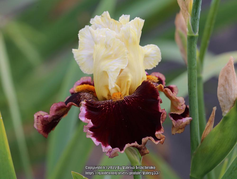 Photo of Tall Bearded Iris (Iris 'Risk Taker') uploaded by Valery33