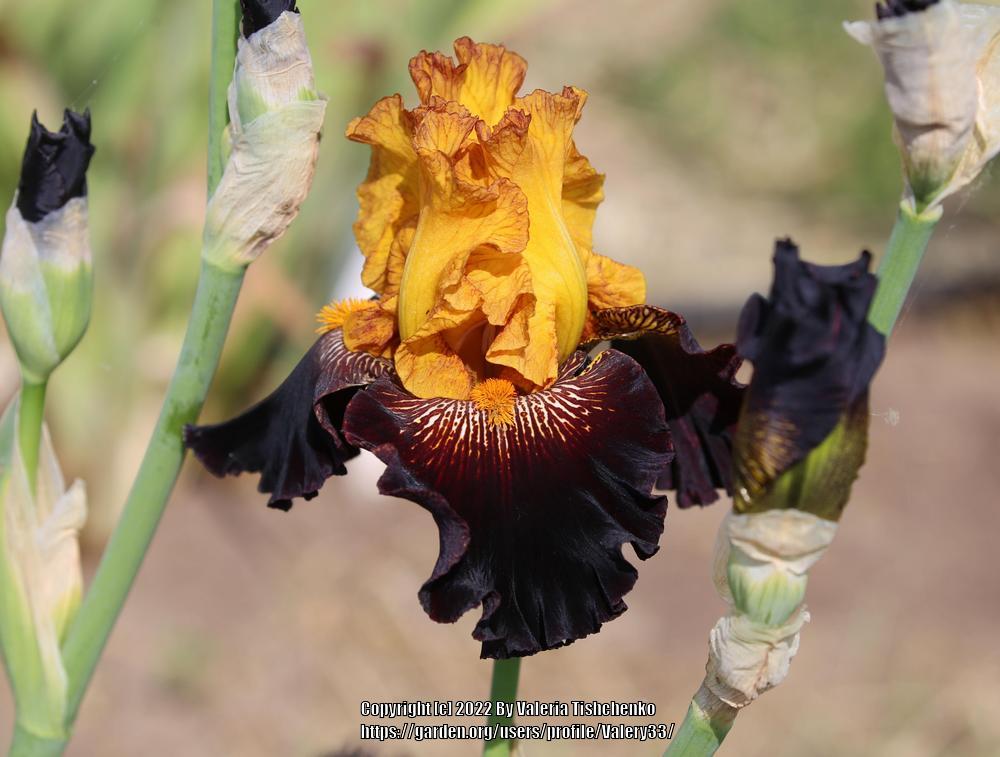 Photo of Tall Bearded Iris (Iris 'Rise Like a Phoenix') uploaded by Valery33