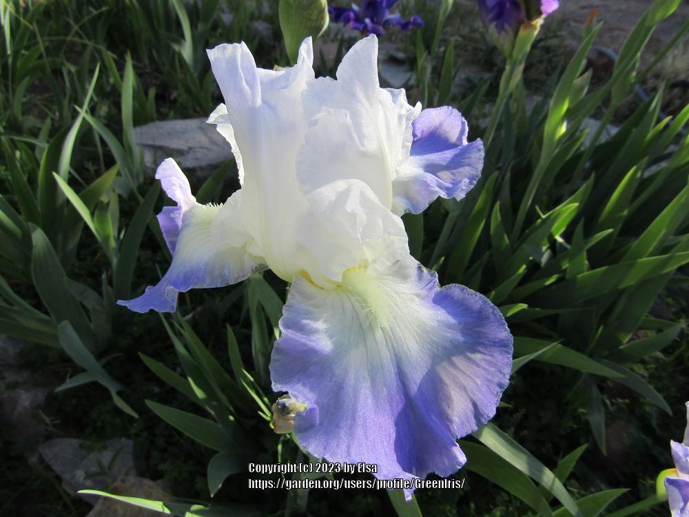 Photo of Tall Bearded Iris (Iris 'Clarence') uploaded by GreenIris