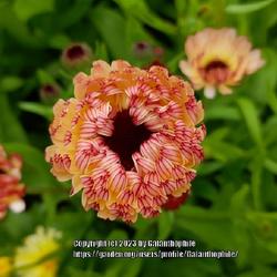 Location: RHS Harlow Carr gardens, Yorkshire, England UK 
Date: 2021-07-15
Calendula officinalis 'Sunset Buff'