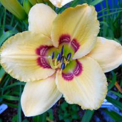 Location: Eagle Bay, New York
Date: 2023-08-12
Daylily (Hemerocallis 'Four Beasts in One')