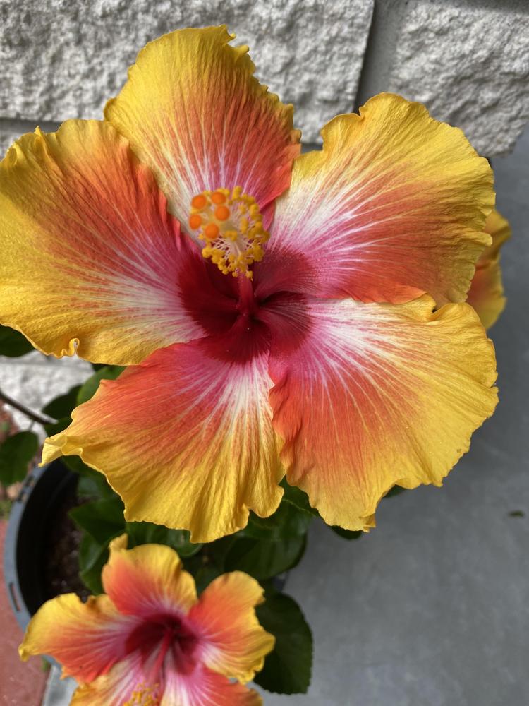 Photo of Tropical Hibiscus (Hibiscus rosa-sinensis 'Cosmic Dancer') uploaded by pdynamo