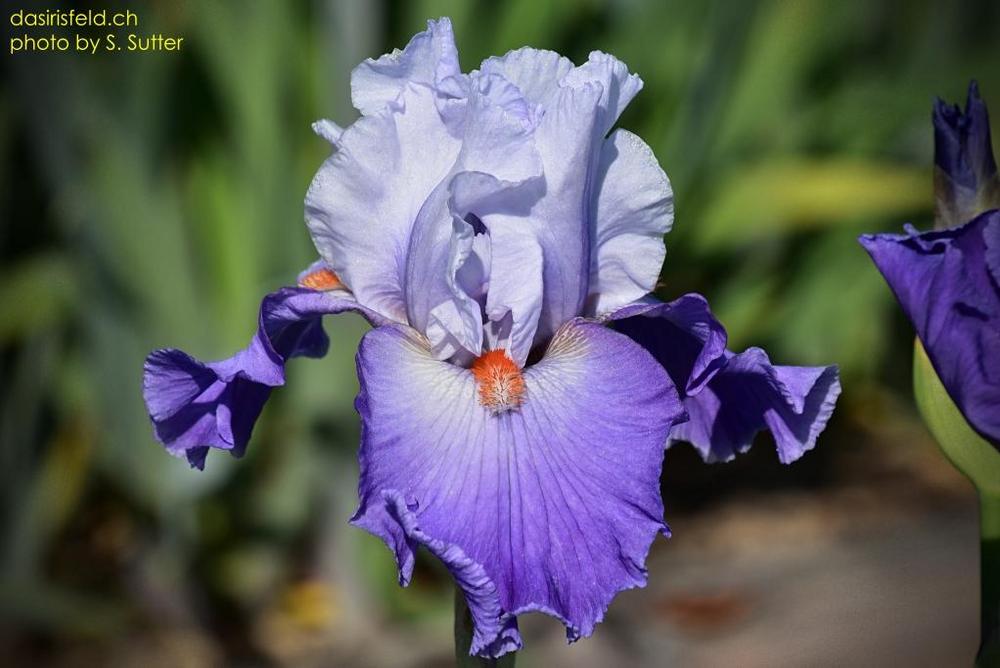 Photo of Tall Bearded Iris (Iris 'Revolution') uploaded by sunnyvalley