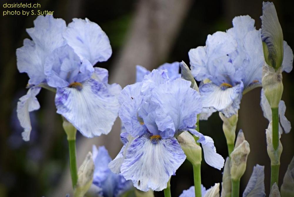 Photo of Tall Bearded Iris (Iris 'Gnu Blues') uploaded by sunnyvalley