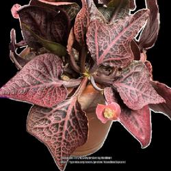 Location: Sacramento CA.
Date: 2023-12-16
Hybridized by George Theodoris @Artisan Plants. It's amazing! Rem