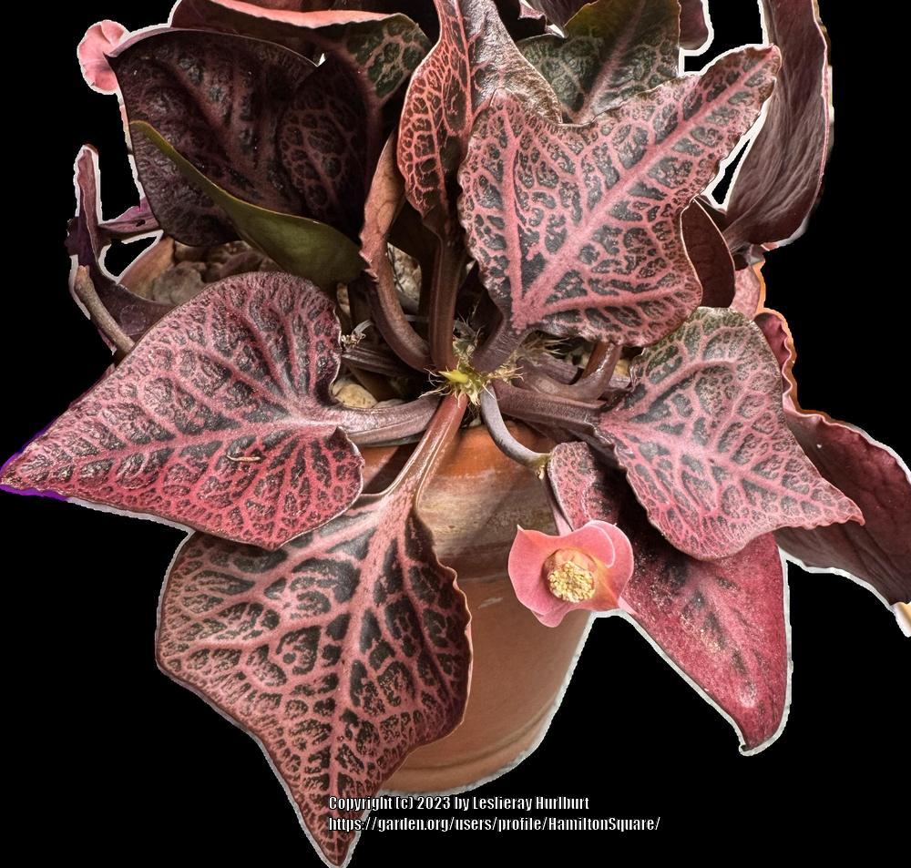 Photo of Euphorbia (Euphorbia decaryi) uploaded by HamiltonSquare