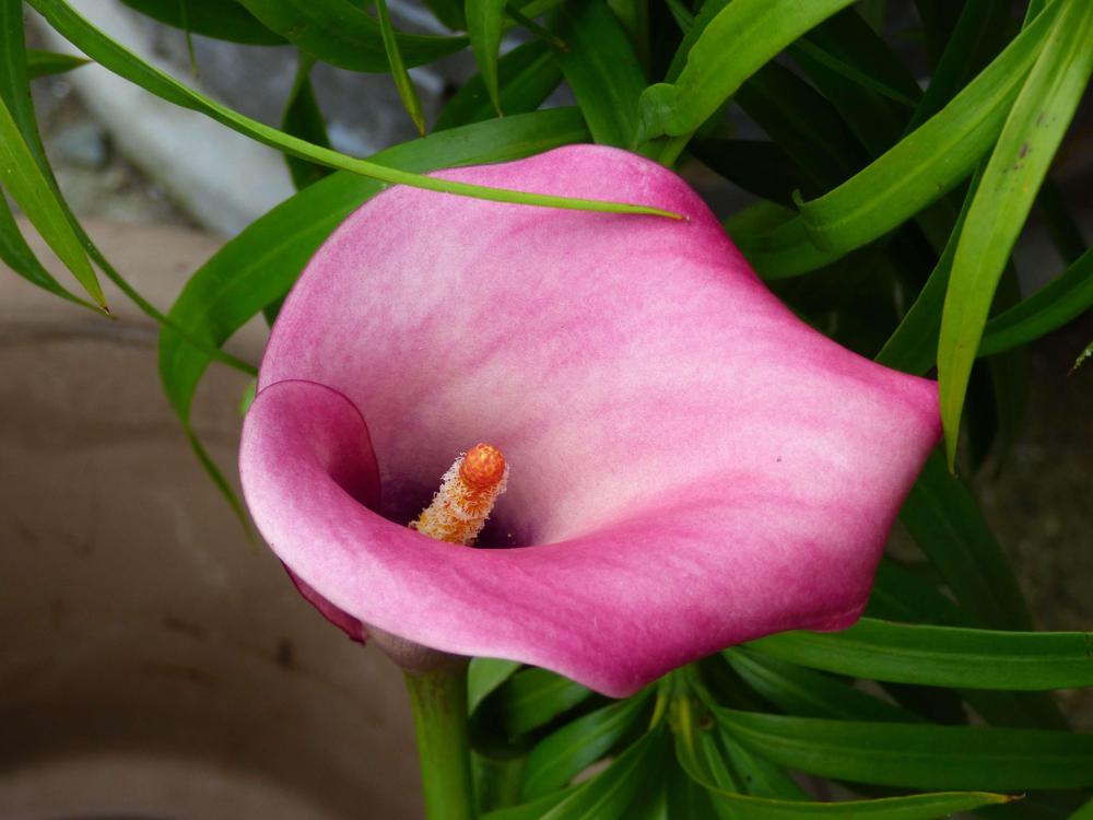 Photo of Pink Calla Lily (Zantedeschia rehmannii) uploaded by KGFerg