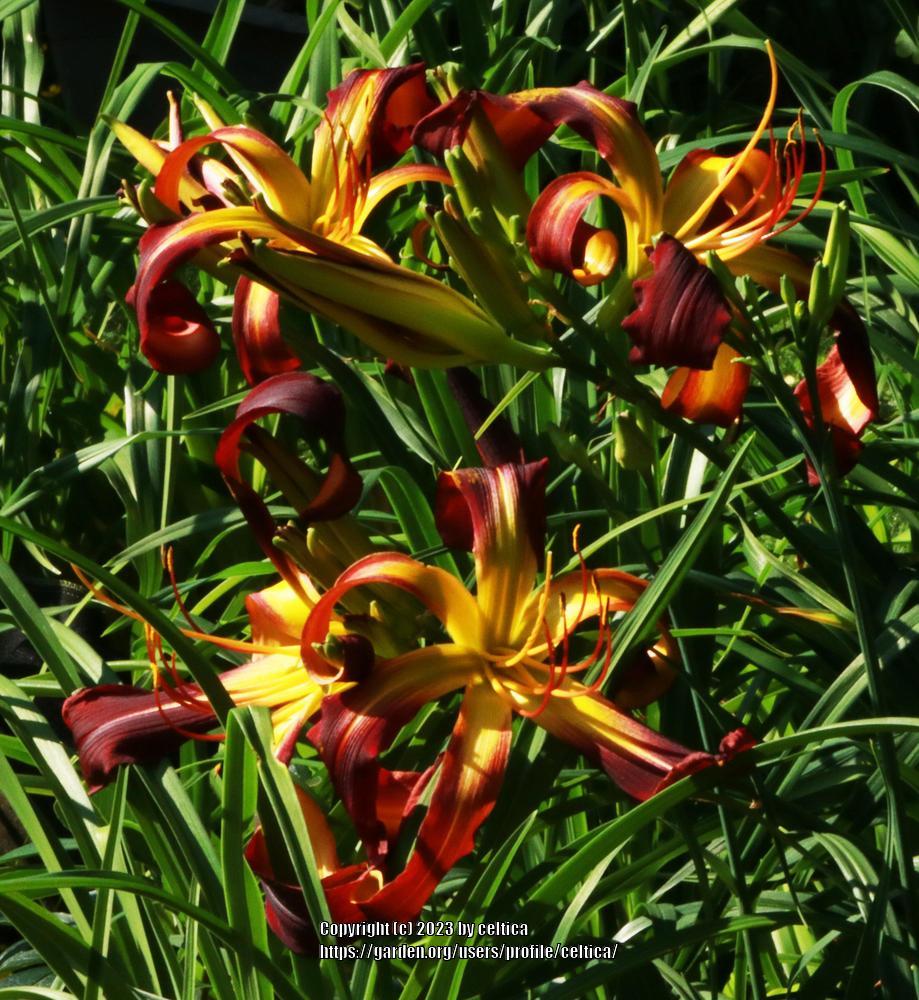 Photo of Daylily (Hemerocallis 'Dancing on Air') uploaded by celtica