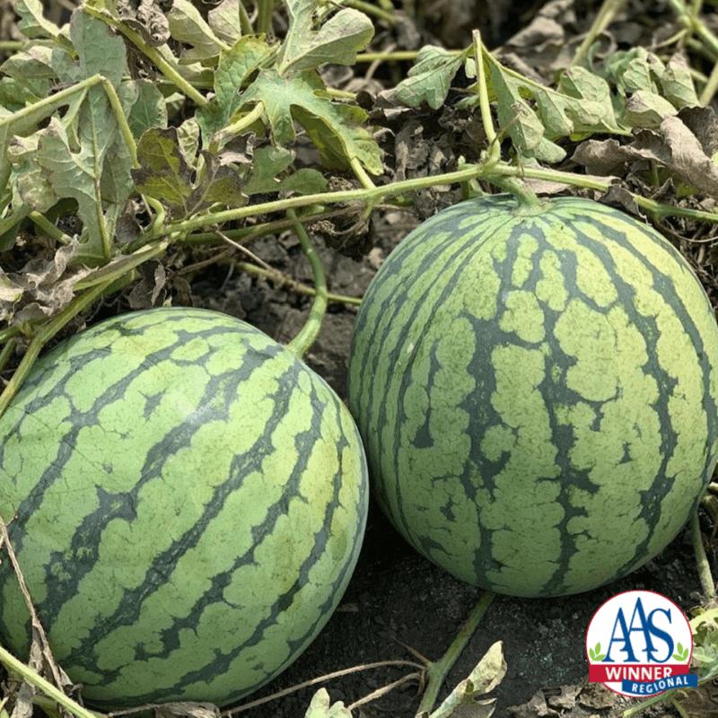 Photo of Watermelon (Citrullus lanatus 'Rubyfirm') uploaded by farmerdill