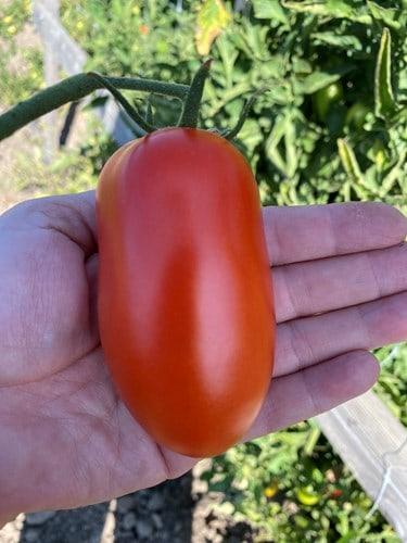 Photo of Tomato (Solanum lycopersicum 'Zenzei') uploaded by farmerdill