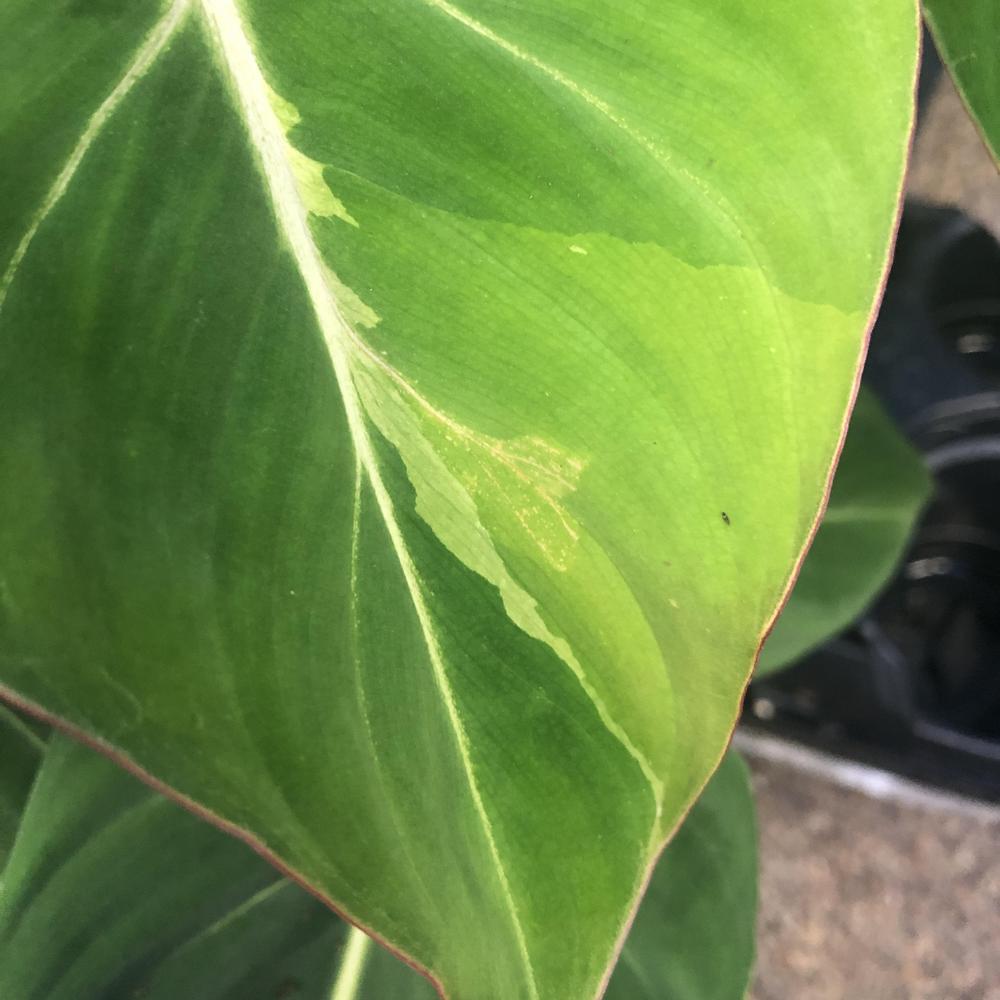 Photo of Philodendron (Philodendron gloriosum) uploaded by sedumzz