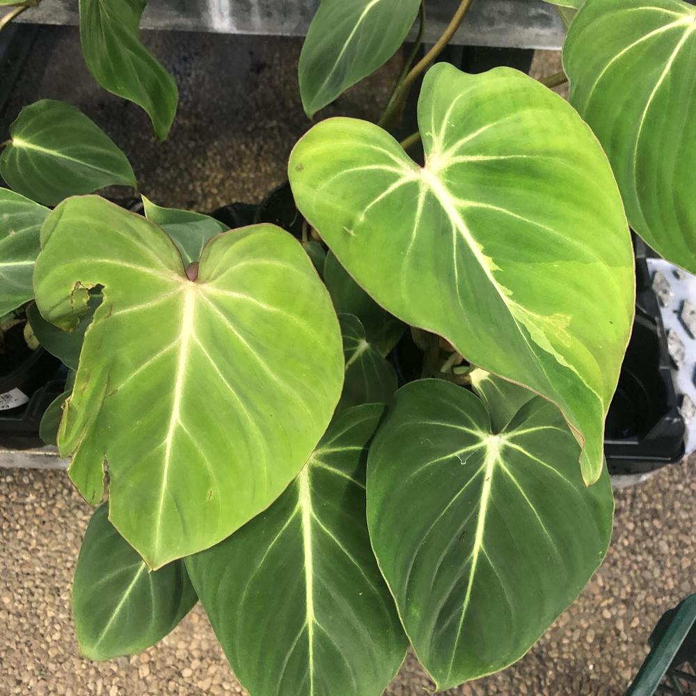 Photo of Philodendron (Philodendron gloriosum) uploaded by sedumzz