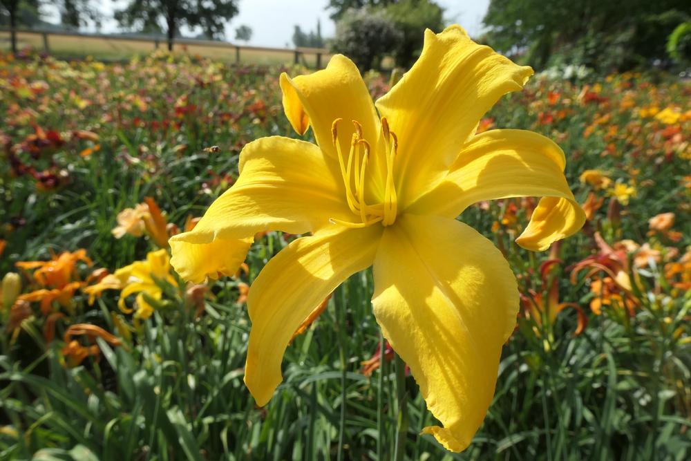 Photo of Daylily (Hemerocallis 'Reach for the Heavens') uploaded by Caruso