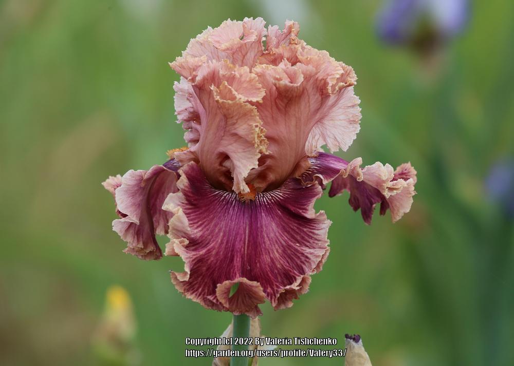 Photo of Tall Bearded Iris (Iris 'Lord of Mayfair') uploaded by Valery33