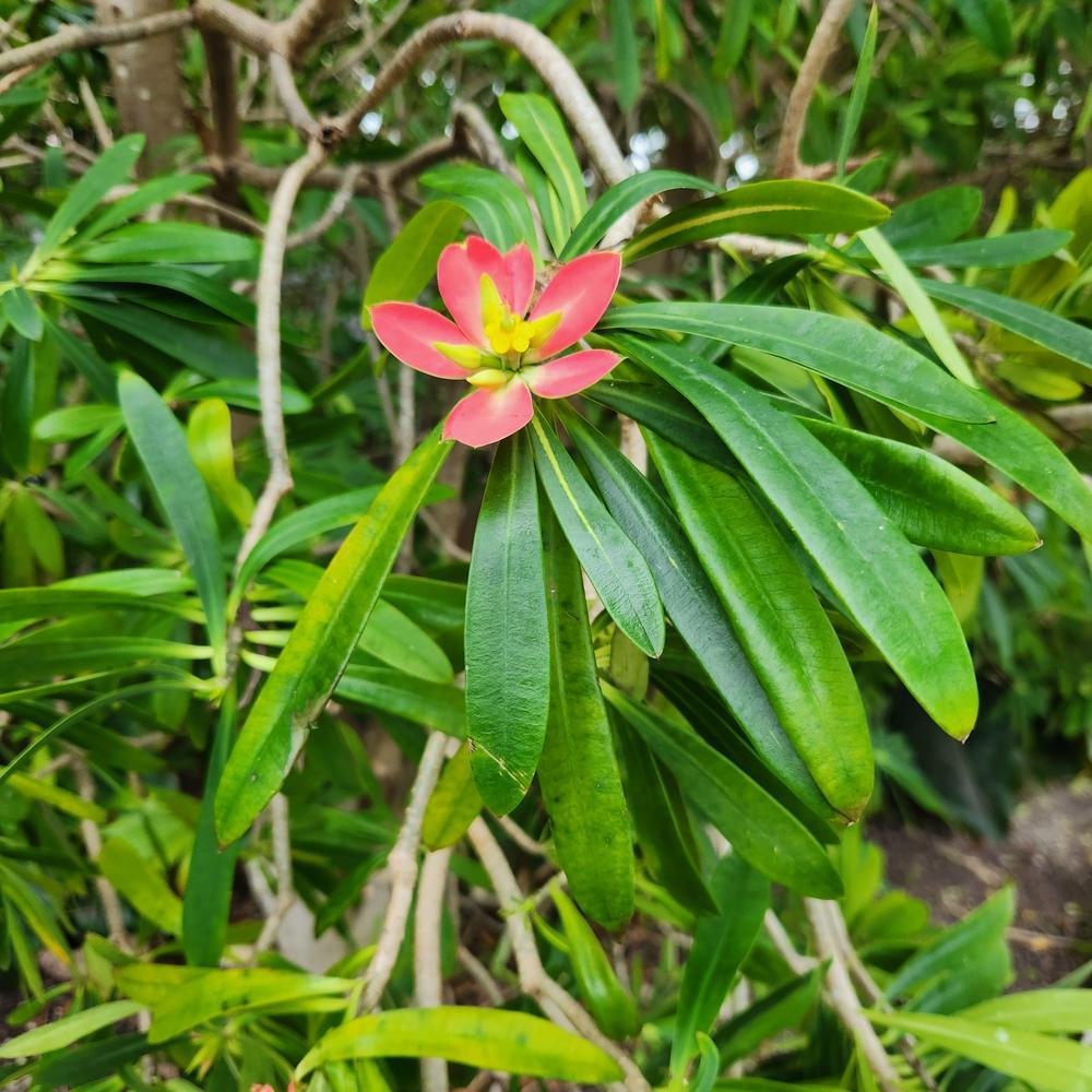 Photo of Jamaican Poinsettia (Euphorbia punicea) uploaded by sallyg