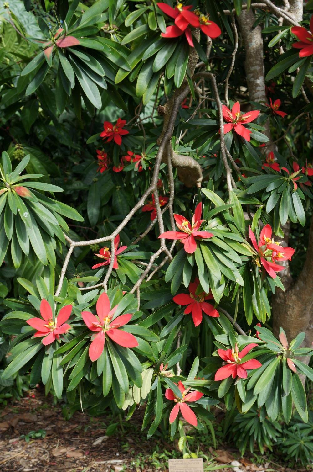 Photo of Jamaican Poinsettia (Euphorbia punicea) uploaded by skylark