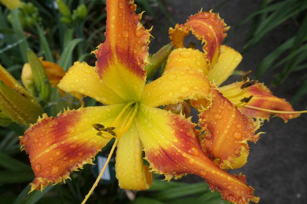 Photo of Daylily (Hemerocallis 'Saber Tooth Tiger') uploaded by Caruso