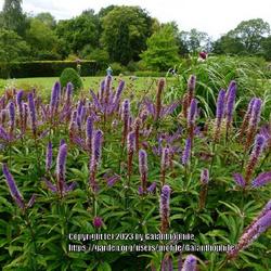 Location: RHS Harlow Carr gardens, Yorkshire, England UK 
Date: 2020-07-11
Veronicastrum virginicum 'Cupid'